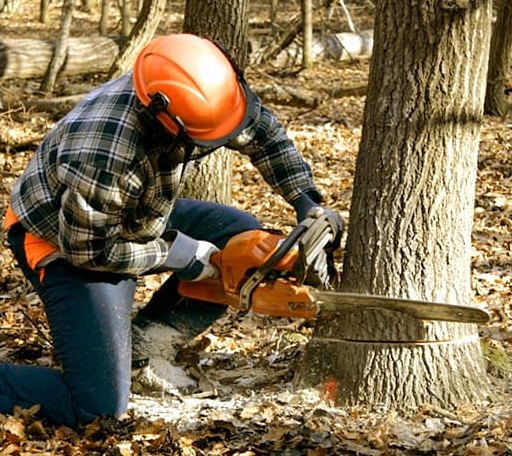 Tree Removal in Long Beach, MS
